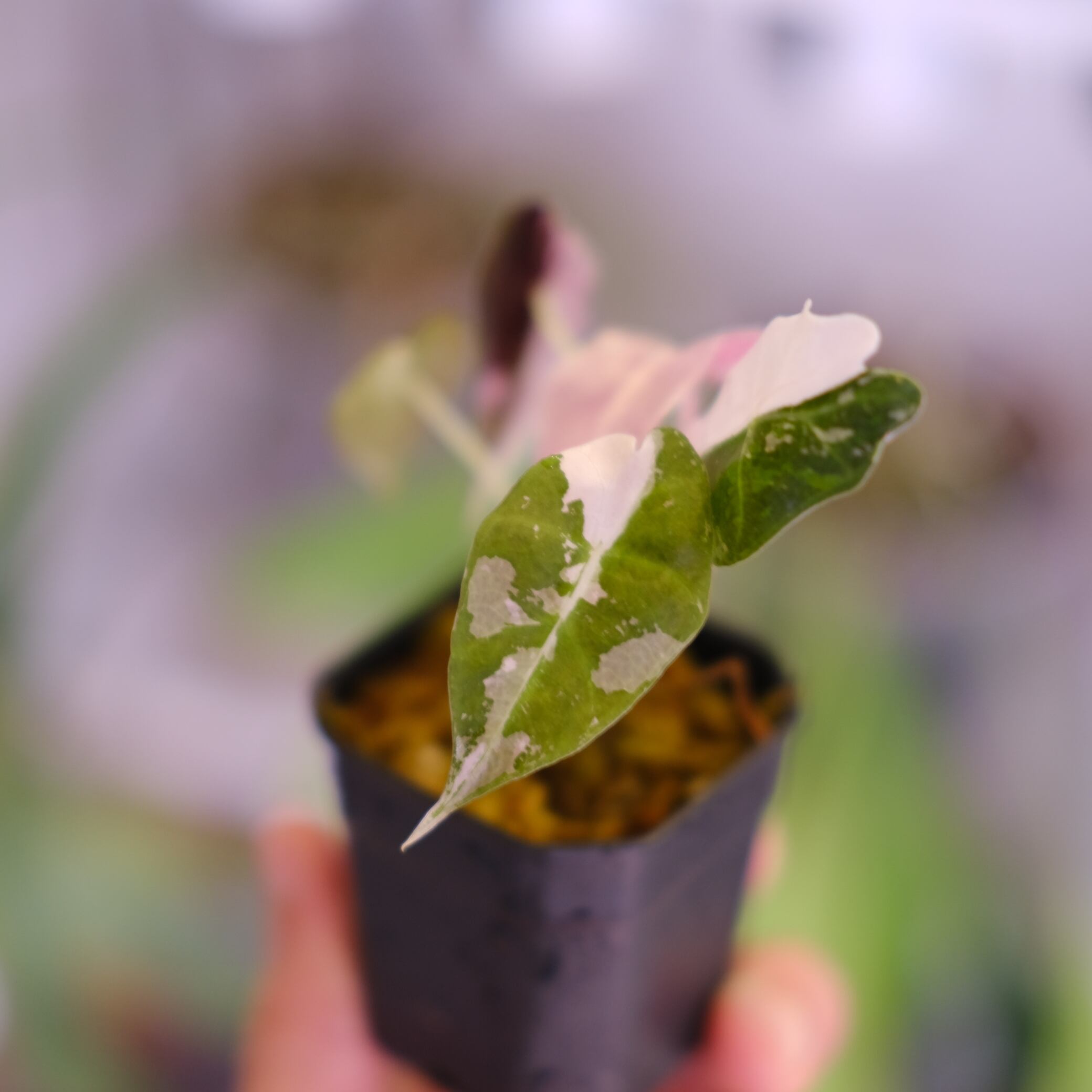 Alocasia Amazonica Polly Pink varigated⑤│アロカシア アマゾニカ