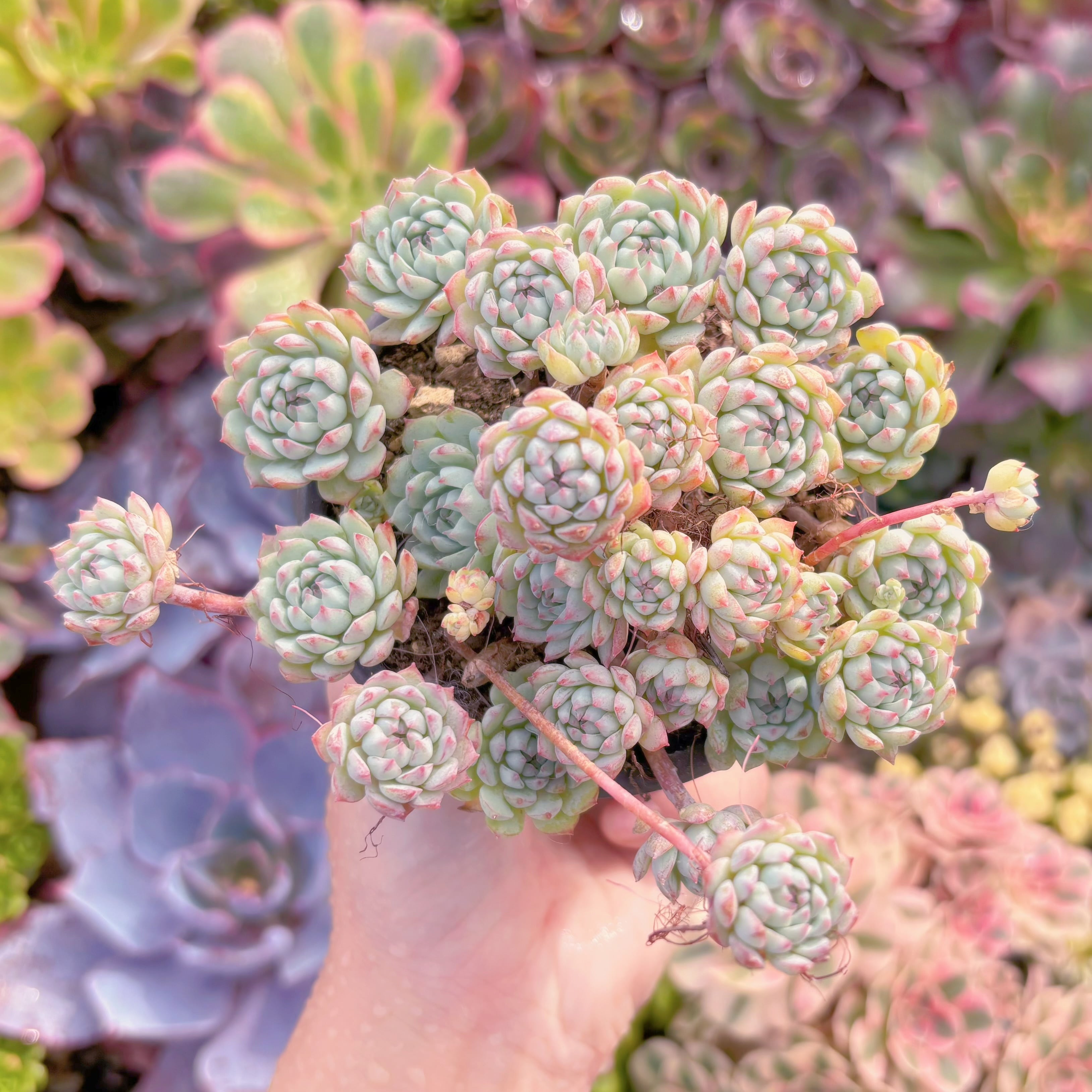 現品　グロブローサxブルーミニマ#A032　群生　新入荷　るる農園