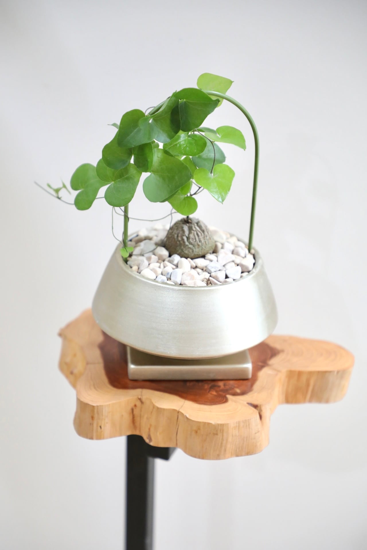 S】亀甲竜/Dioscorea elephantipes ※陶器鉢付き | 【厳選植物・器