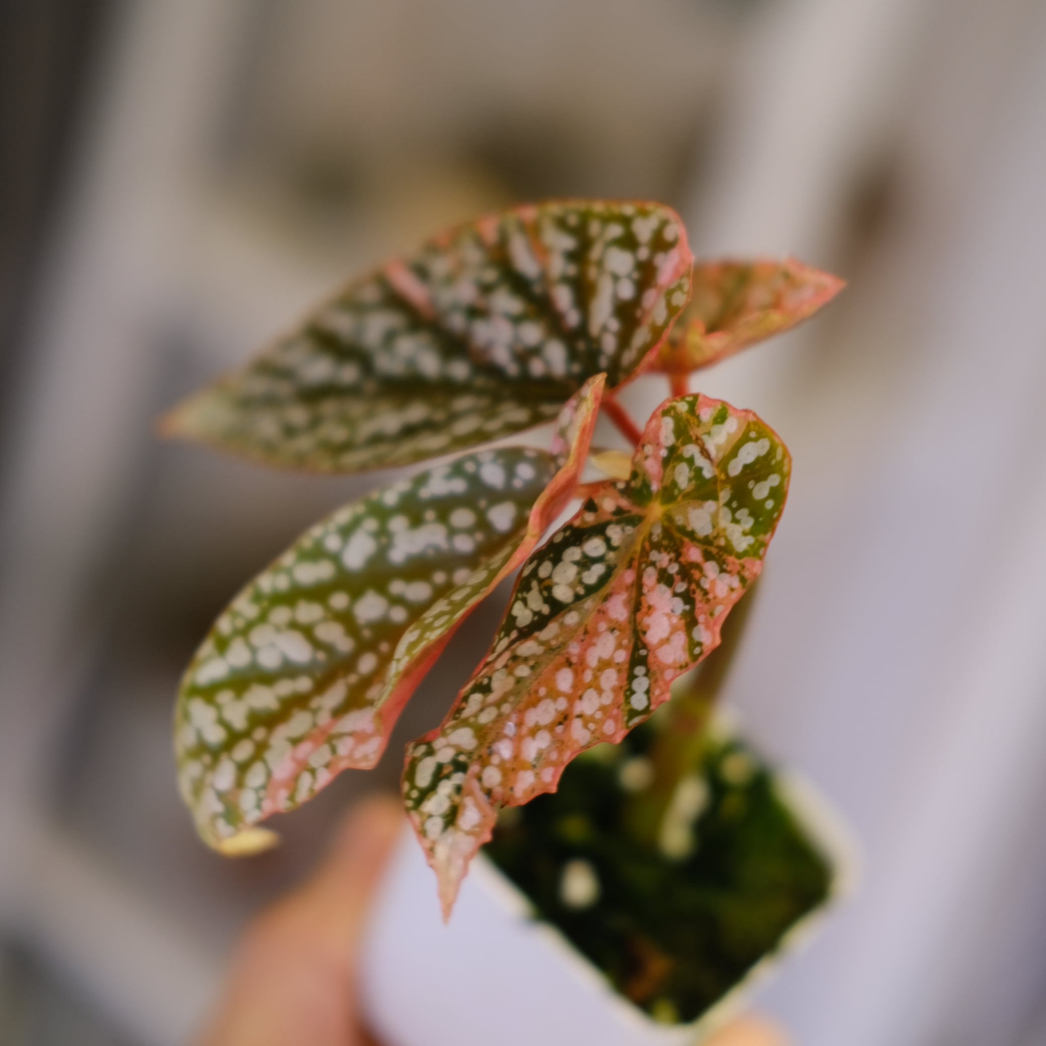 ベゴニア スノーキャップド バリエガータ　斑入り　鉢ごと Begonia Snow Capped Variegata｜ベゴニア スノーキャップド 斑入り