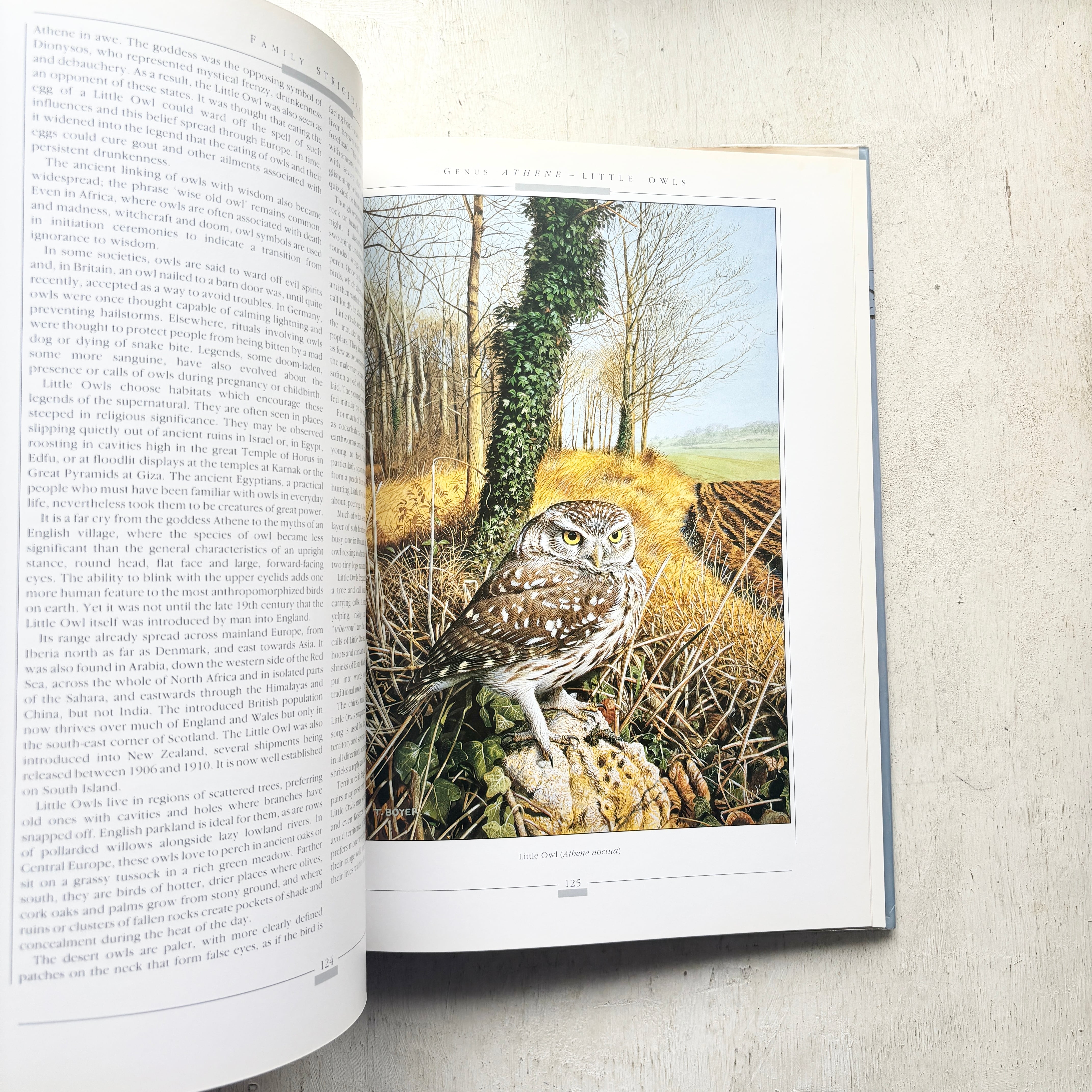 Owls of the World - Rob Hume世界のフクロウ図鑑　洋書 世界のふくろう OWLS OF THE WORLD | folklora