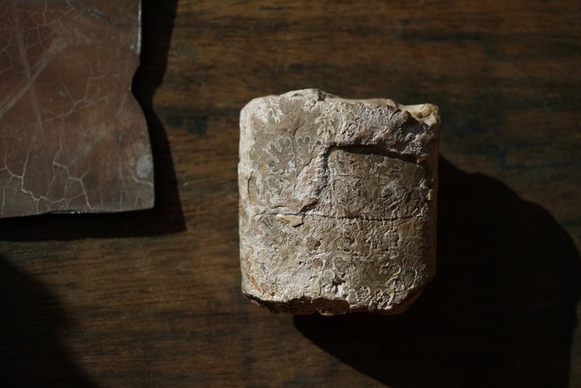 サウスダコタ州産バキュリテス化石 Baculites sp. 1526