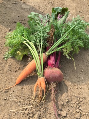 2500円旬野菜セット