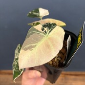 アロカシア　ブラックベルベット　斑入り【088】