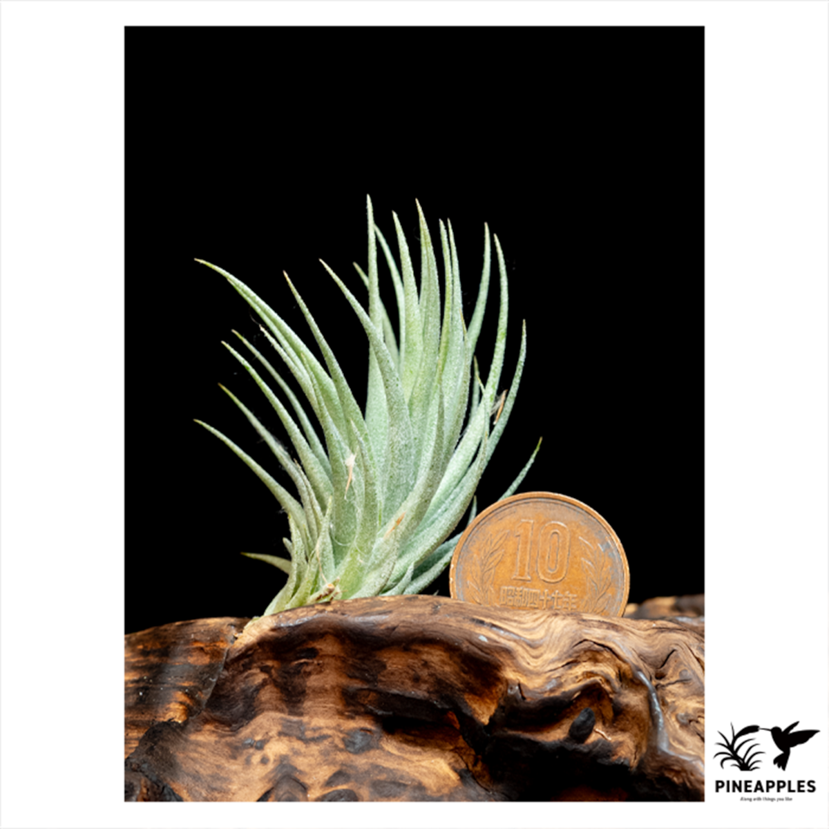 Pneapples Tillandsia loliacea (Large Form) | PINEAPPLES