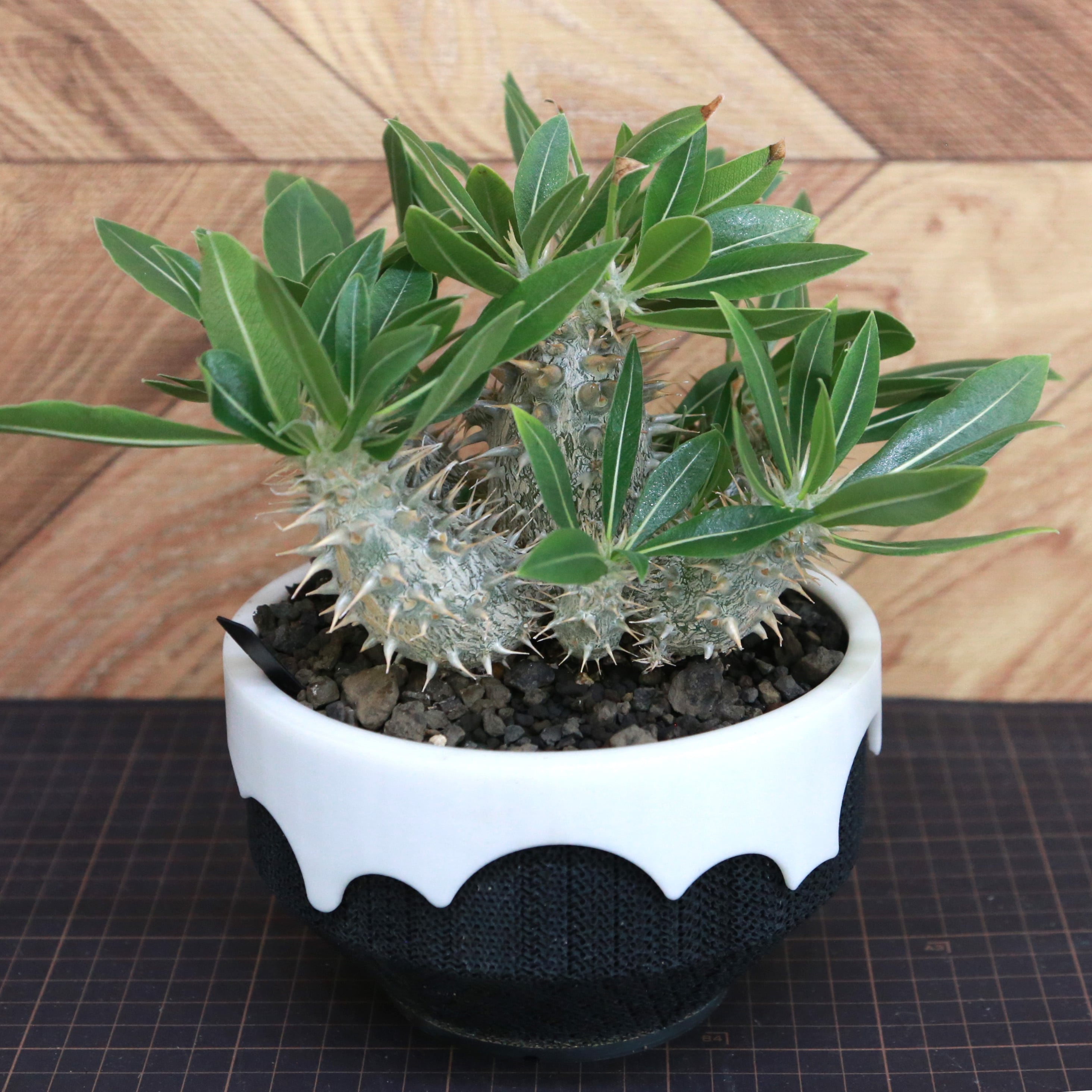 Pachypodium Rosulatum パキポディウム ロスラーツム / 実生・大株（低