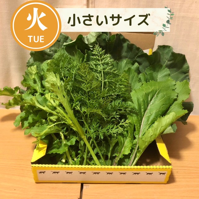 【11月3日（火）21時より受付開始】＜火曜日に収穫・発送＞【小さいサイズ】季節のお野菜セット