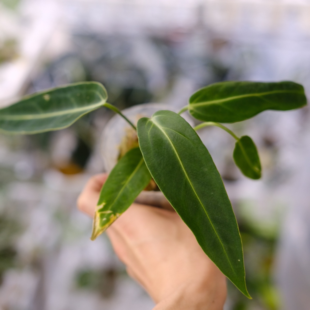 アンスリウム ワロクアーナム / Anthurium Warocqueanum⑳ / 観葉植物<育て方・花言葉>