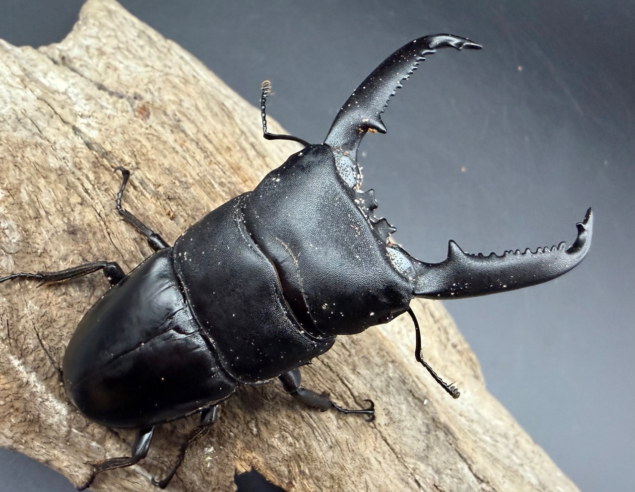 【WD】《パラワンオオヒラタ ガントン産 88.5mm ペア》