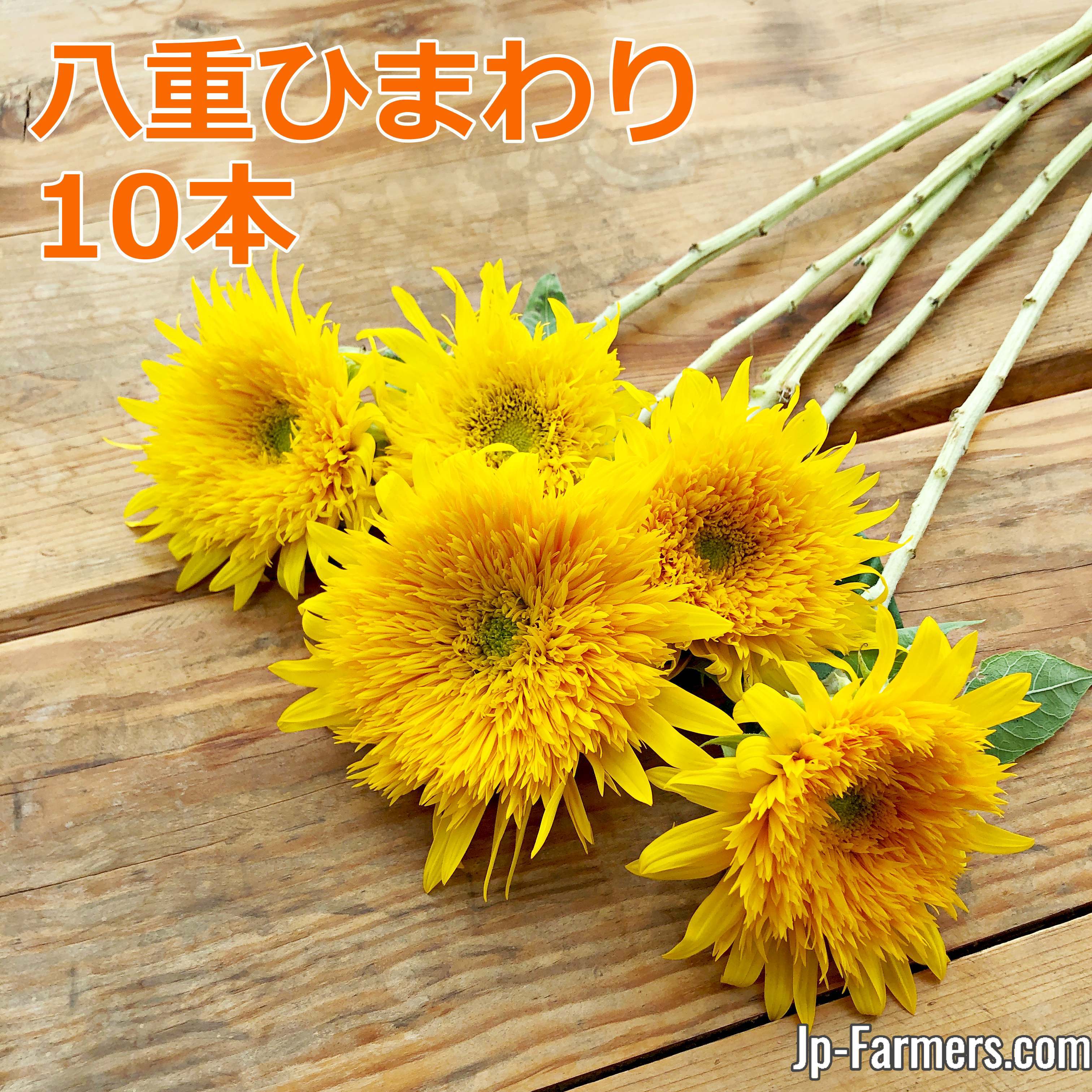 ひまわりフェア】八重品種のひまわりで元気をチャージしよう！！ 10本