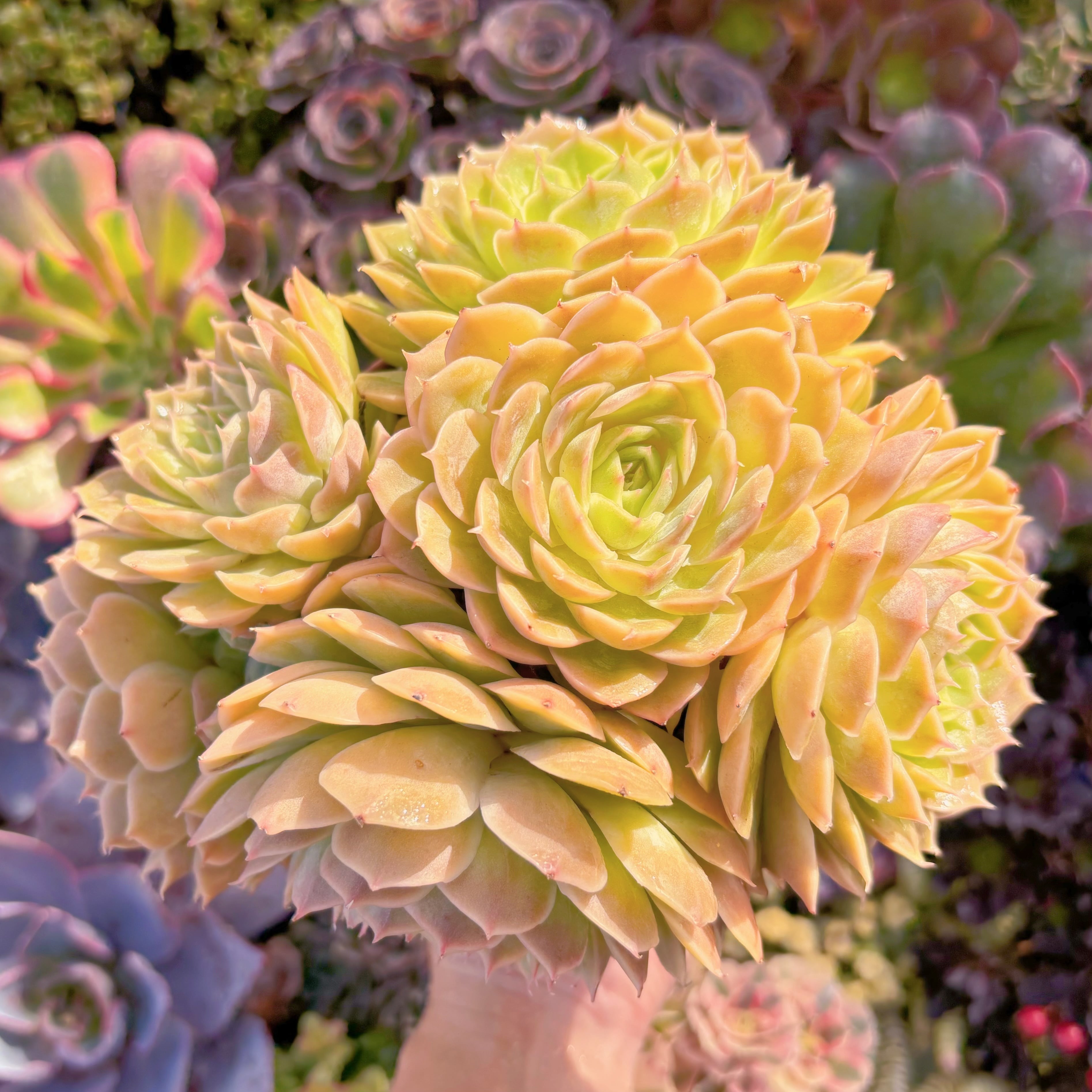 現品　オンスロー#C55　特大群生　新入荷　るる農園