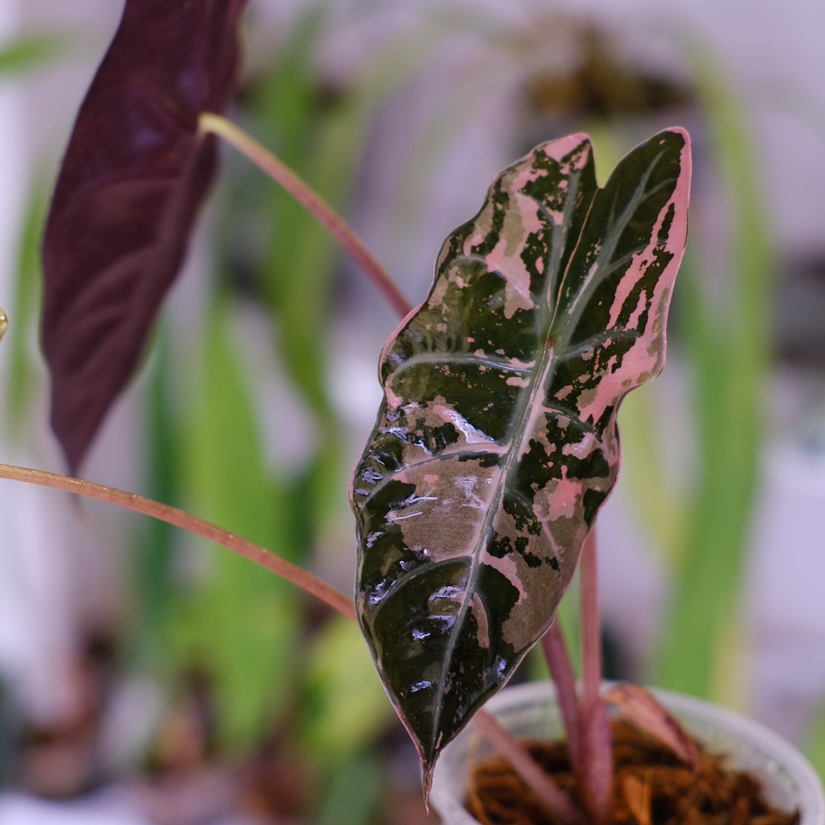 極上 アロカシア シャントリエリ ピンク Alocasia chantrieri pink│アロカシア シャントリエリ ピンク⑥│観葉