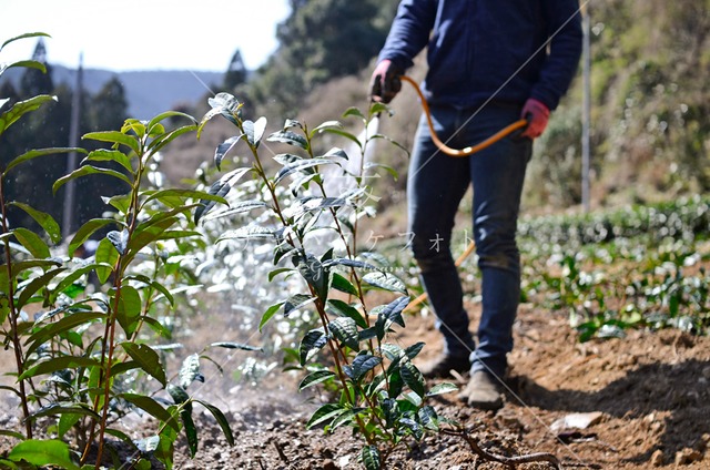 041 茶樹改植