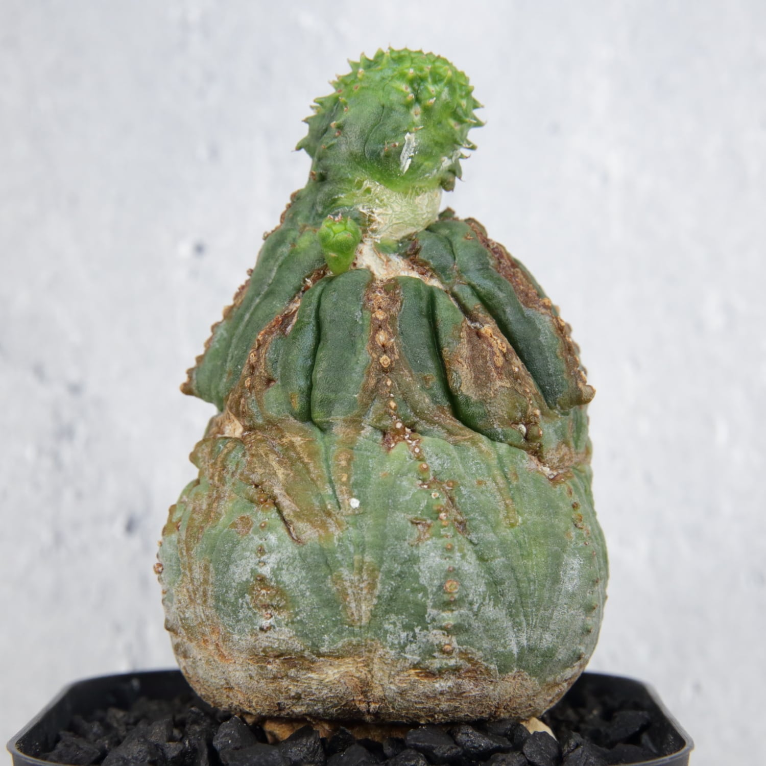 ユーフォルビア オベサ 三頭 トリプルヘッド モンスト 鉢ごと メス