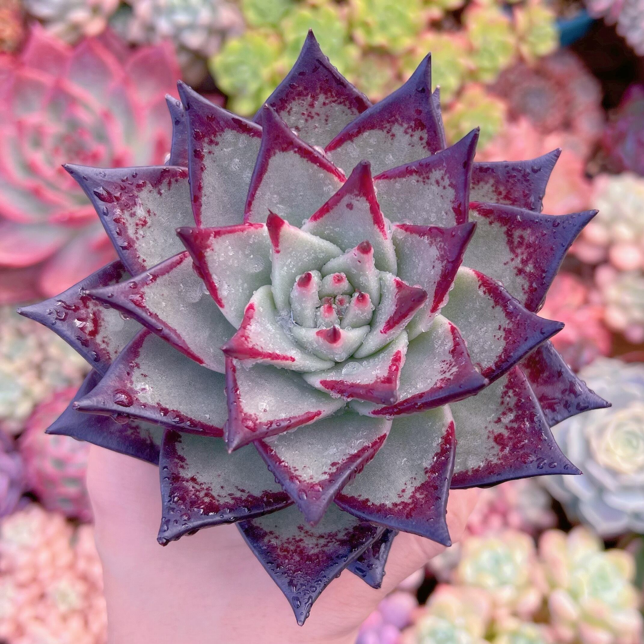 現品　黒魔王#864　新入荷　特大　るる農園