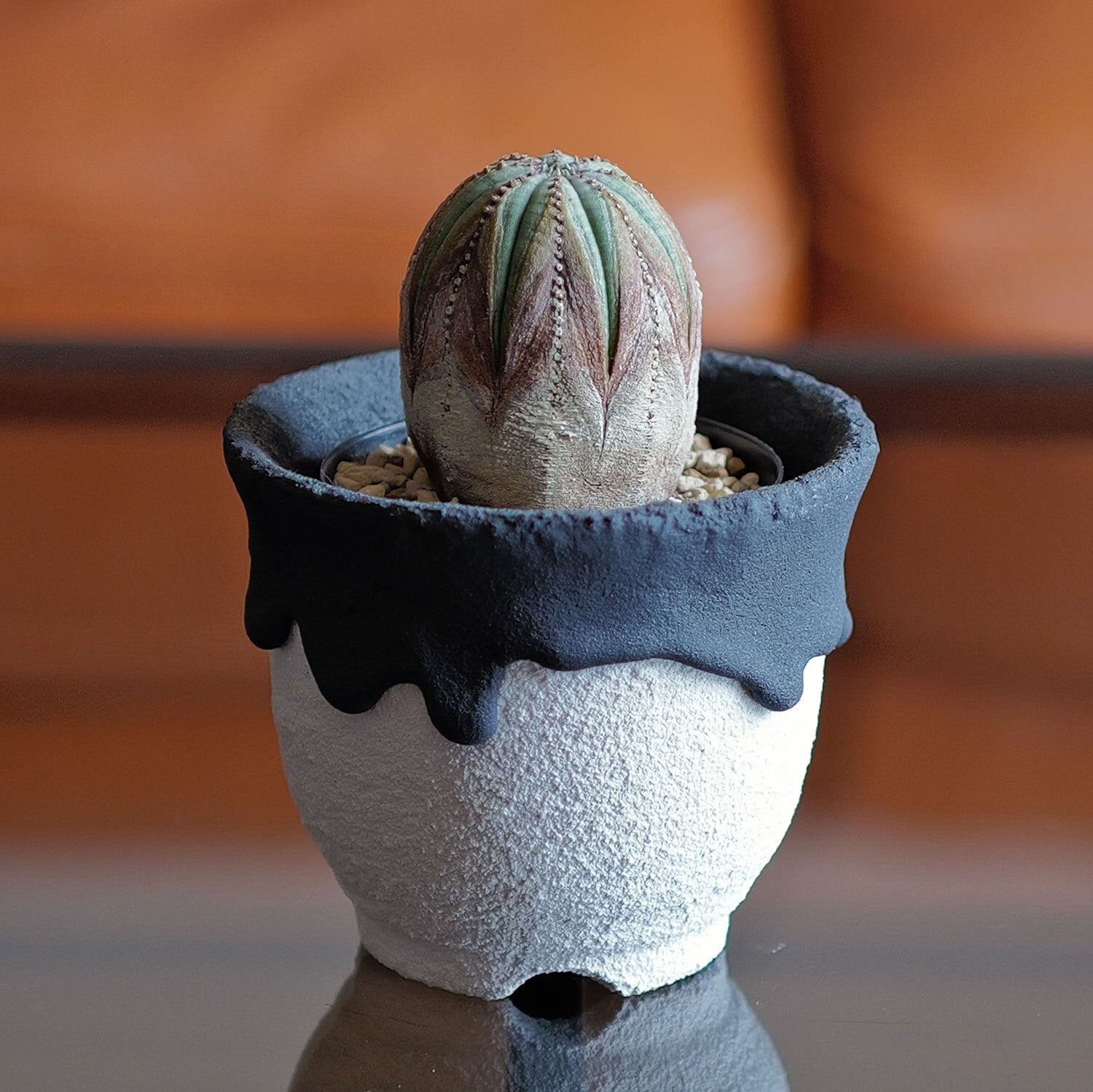 特大　ヴィンテージ　オベサ　モンスト 特大 ヴィンテージ オベサ モンスト 2025年最新】ユーフォルビア