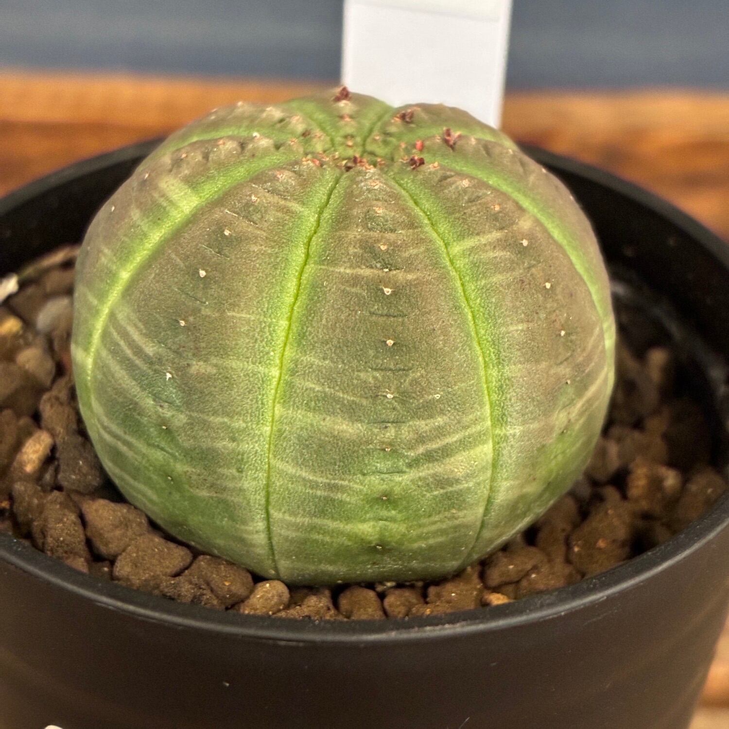 P. veitchii AR #1 (pup) Select 【artPLANTs】 ビカクシダ/コウモリ