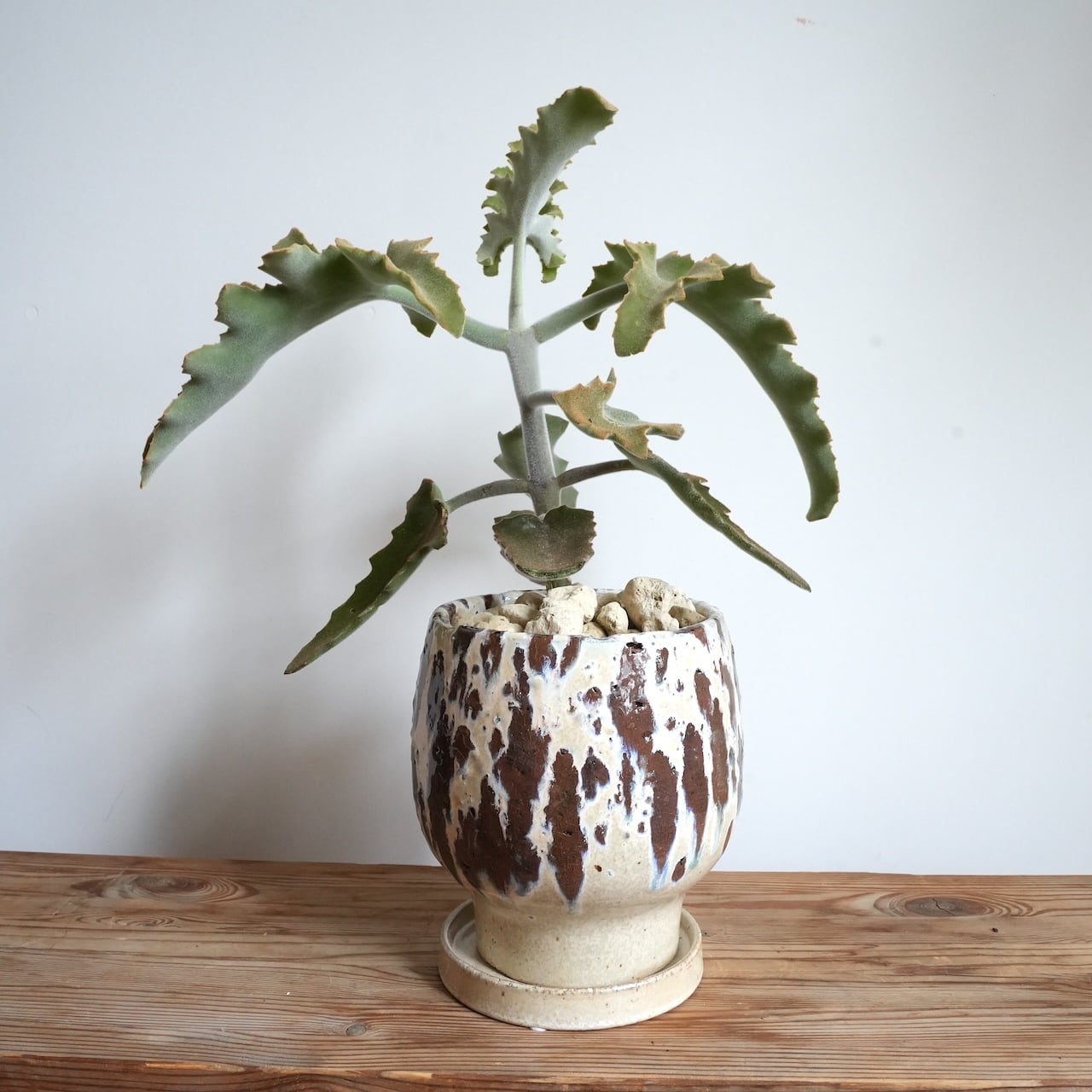 観葉植物 カランコエ ベハレンシス 80cm 送料込み】観葉植物 カランコエ ベハレンシス 5号サイズ 陶器鉢 | 草陽香