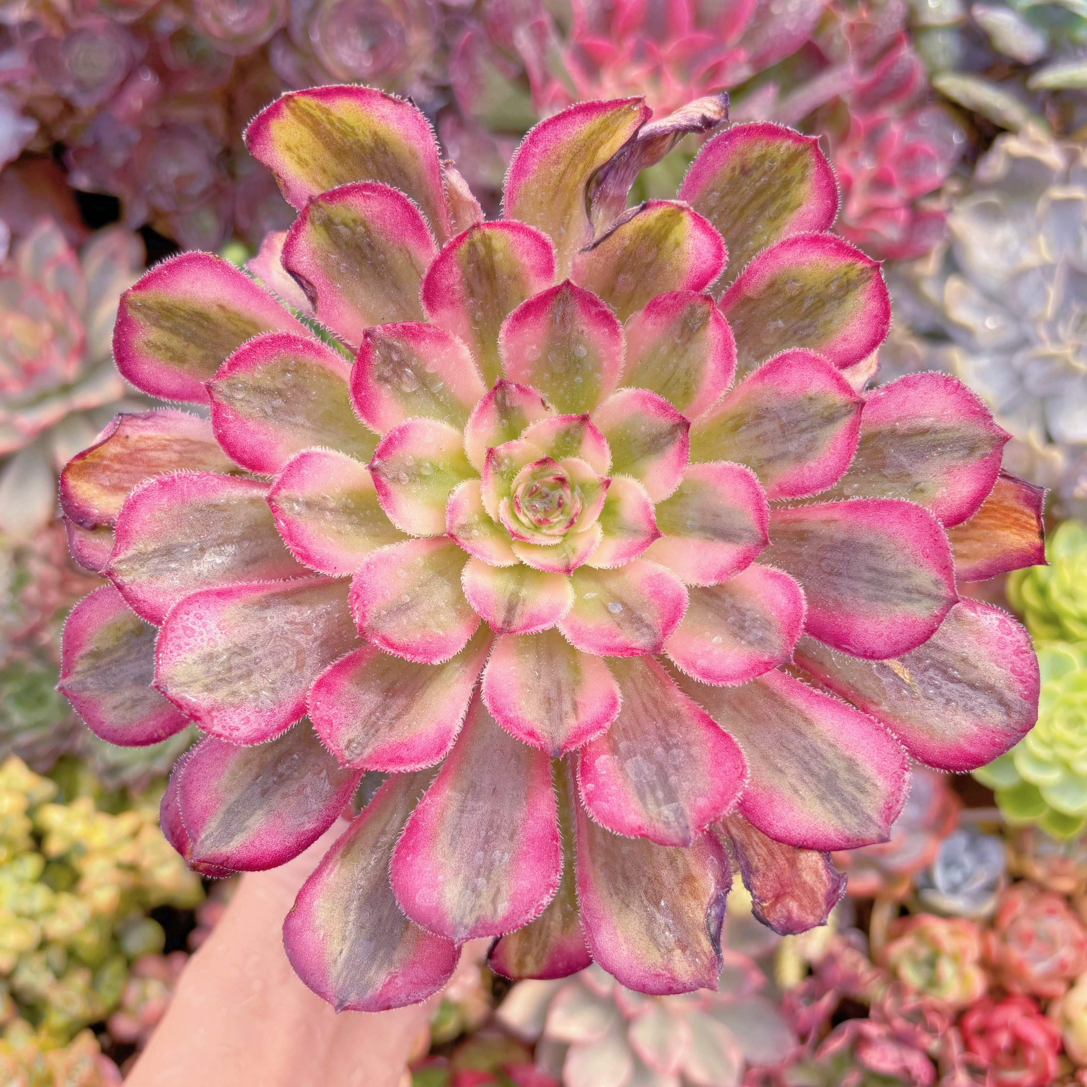 現品　白月光#D16　大群生　るる農園