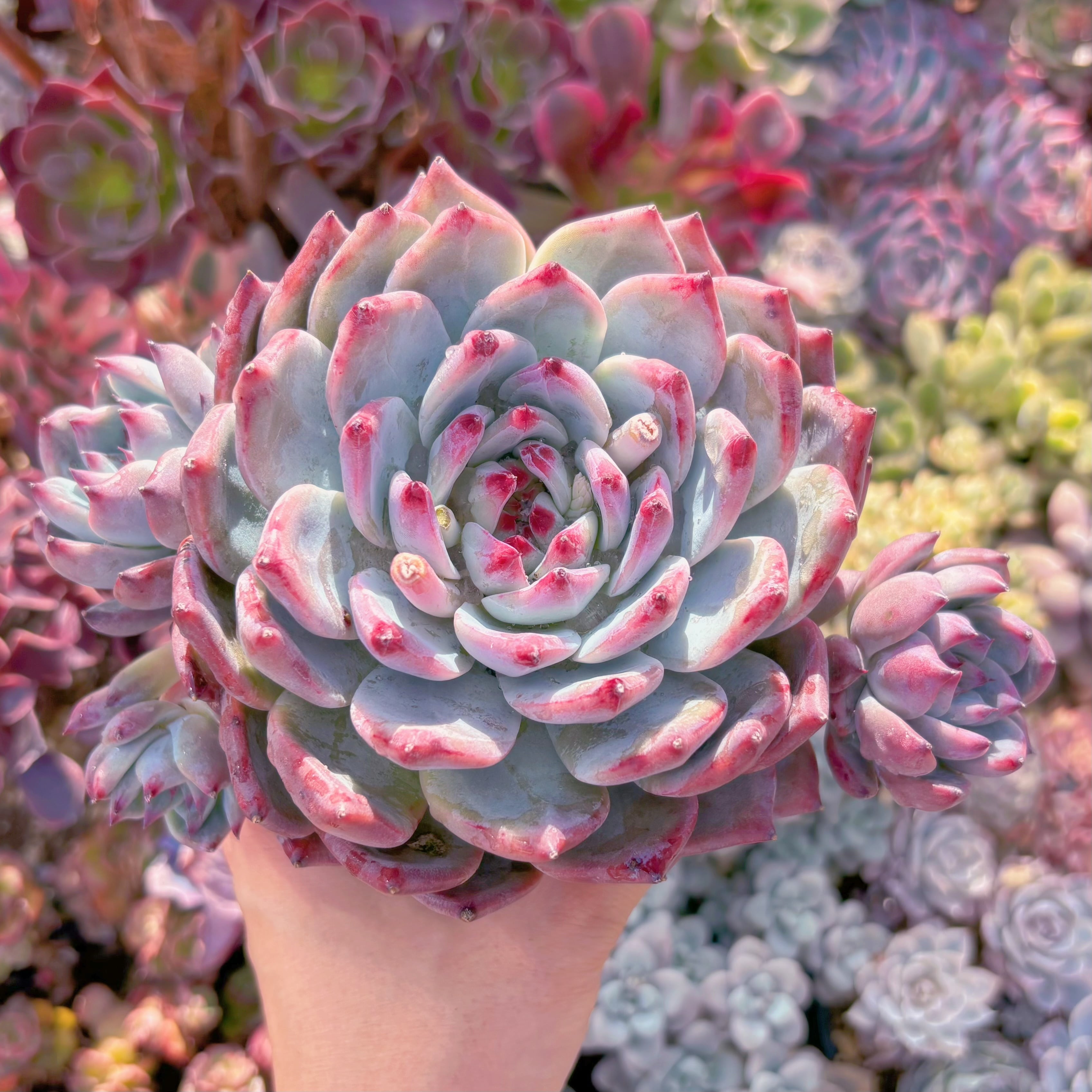 現品　ダイヤモンドコロラータ#216　大苗　るる農園