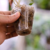 アロカシア バンビーノ ピンク/ Alocasia bambino Pink③