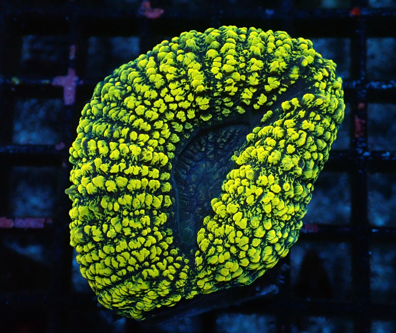 【現地買付】Lobophyllia YellowToxic 1