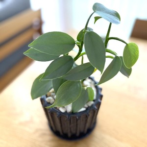 フィロデンドロン・シルバーメタル