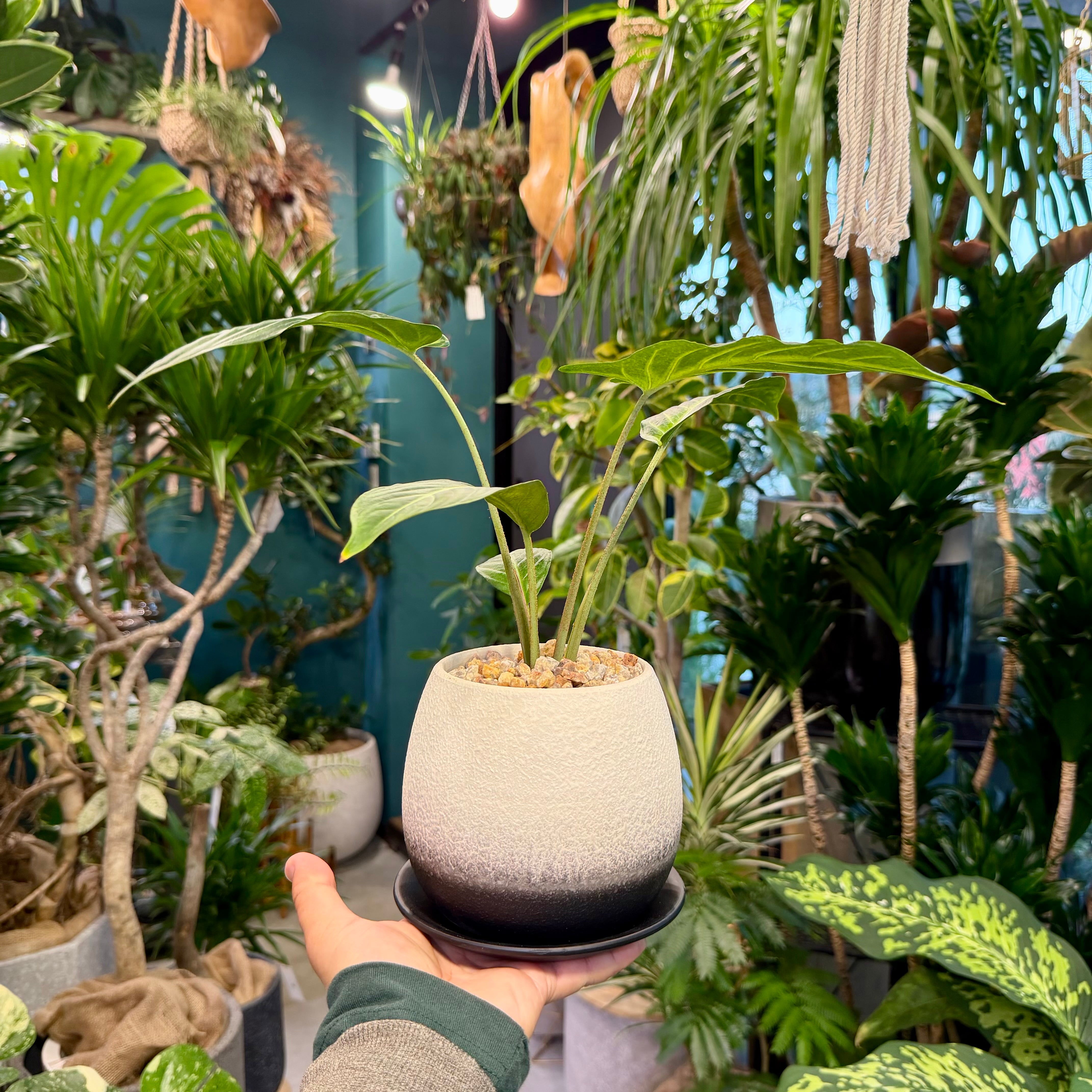 キサントーマ・リンデニー | barrelplants_BONSAI