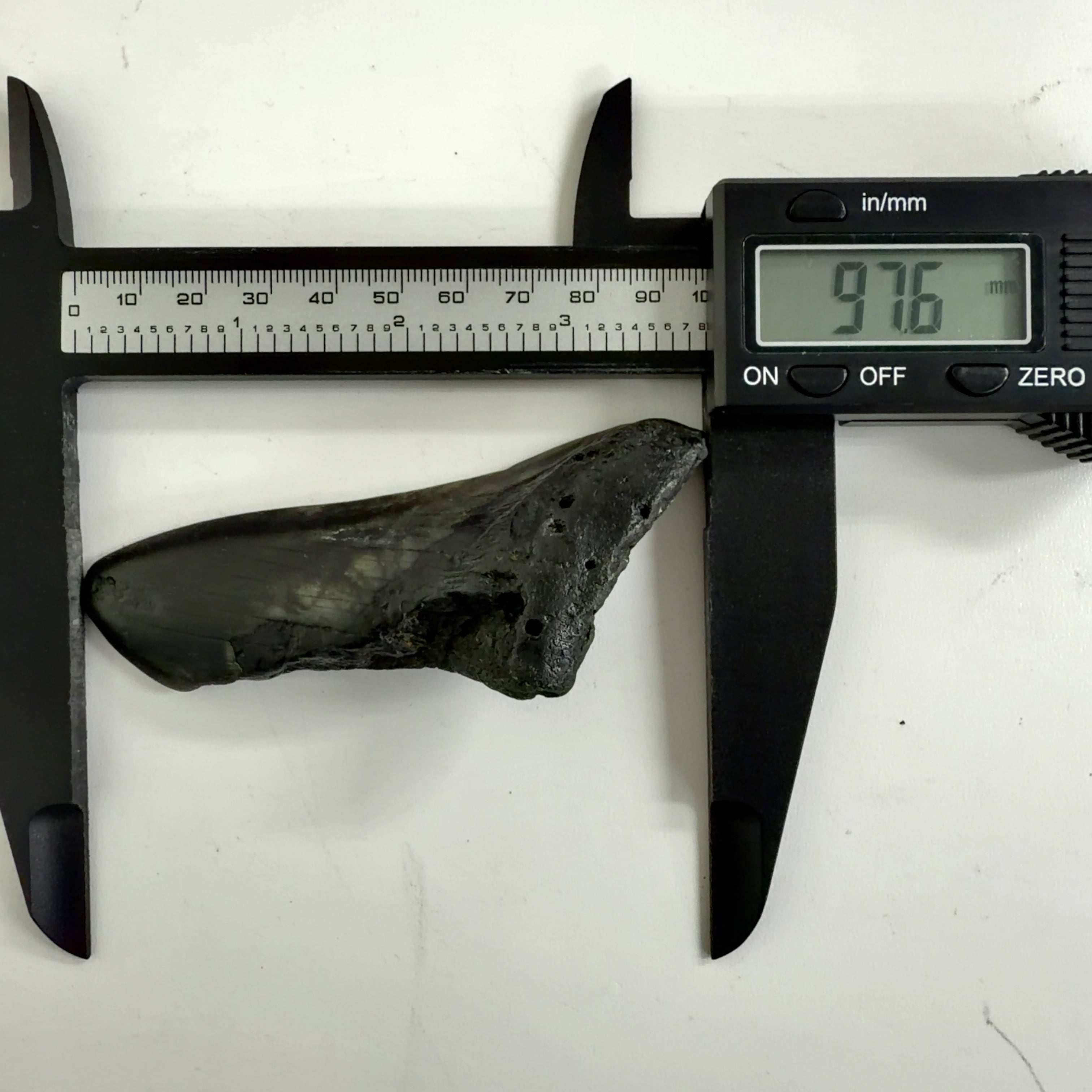 E20844】サメの歯＊化石＊Fossil shark tooth | クリスタル・ワールド