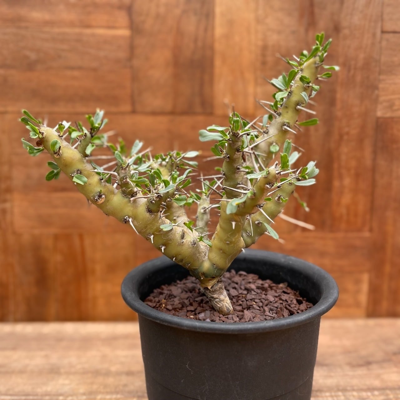 モンソニア まわさ パターソニー 国内2年以上管理株 