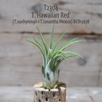 【送料無料】'Hawaiian Red'〔エアプランツ〕現品発送T2304