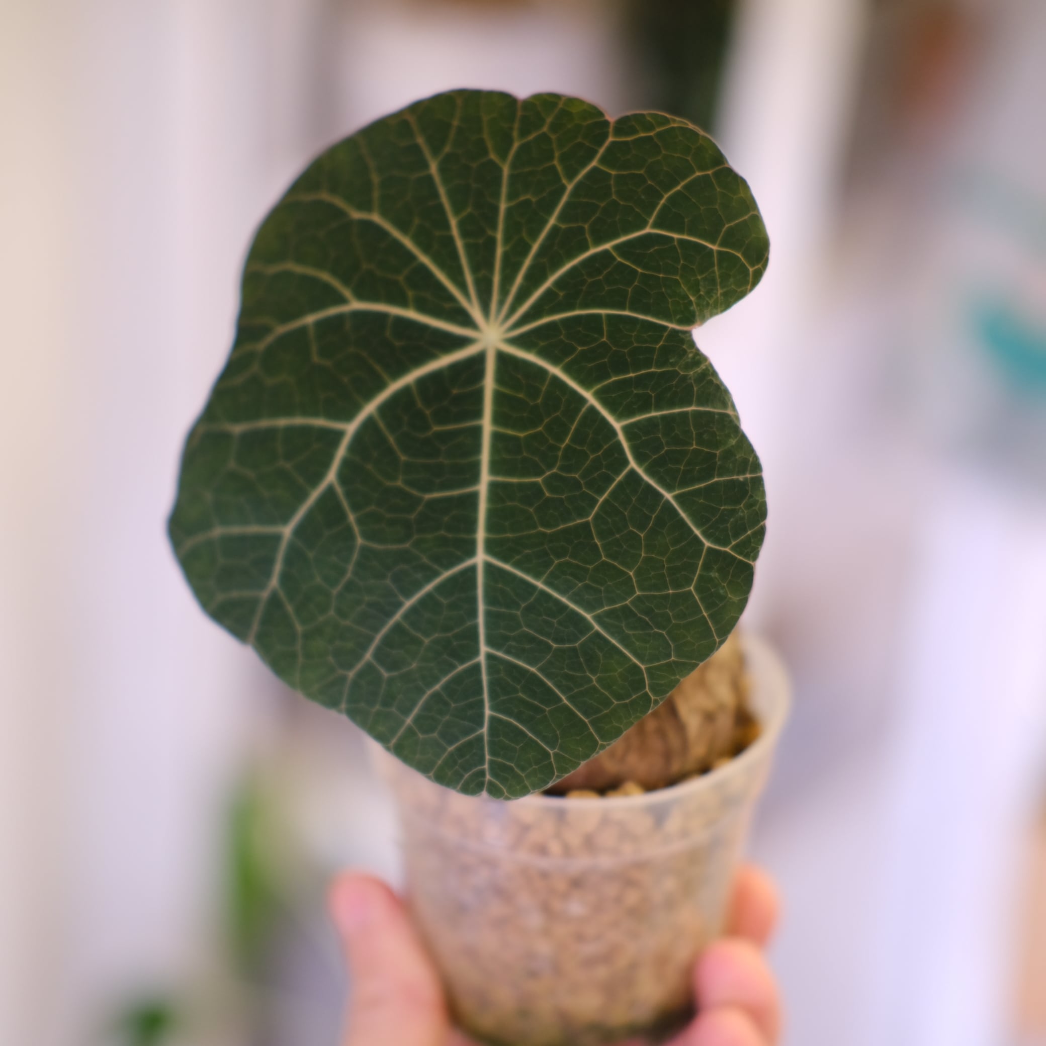 Phyllanthus urinaria 'Pink Variegated' / フィランサス・ウリナリア