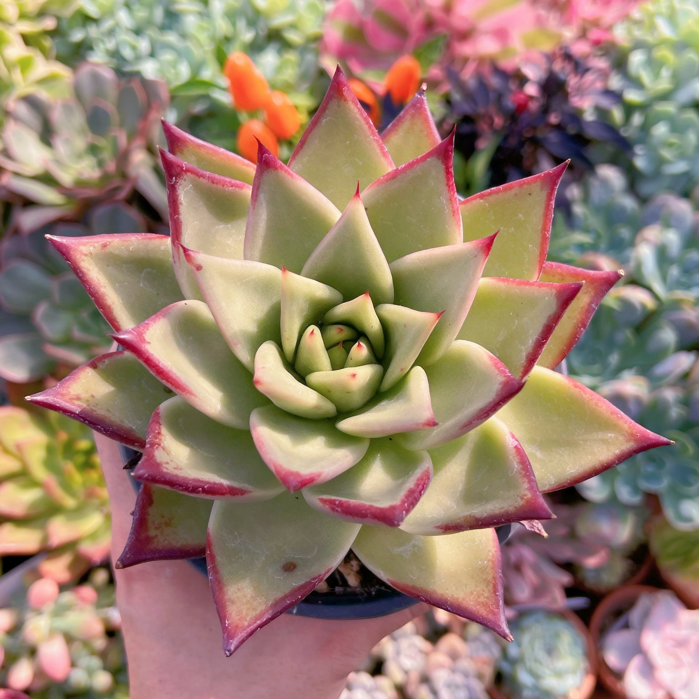 現物　黒壇#707   古株特大   るる農園