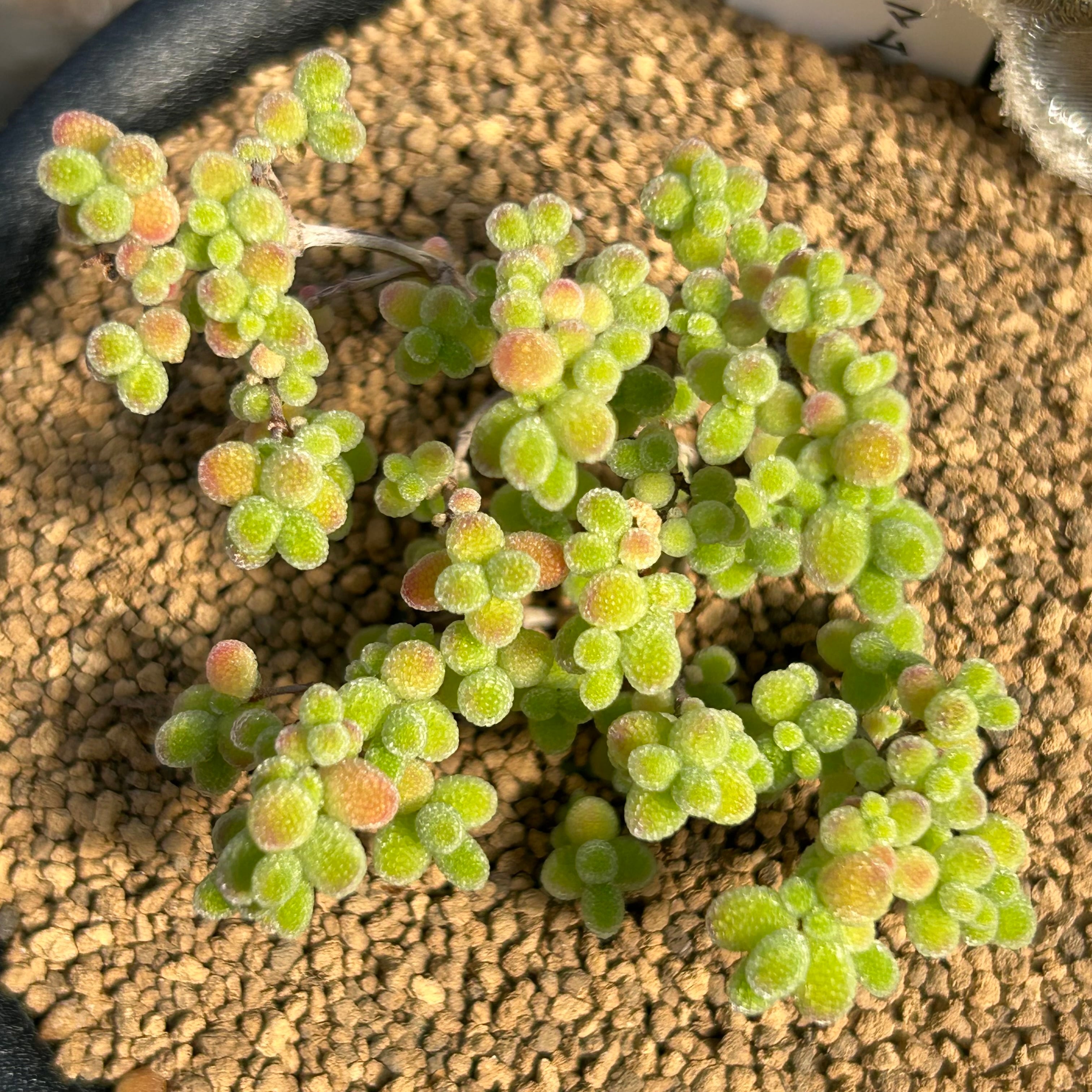 T) 蜜橘 ドロサンテマム(白タグ | RuPo 多肉植物専門店