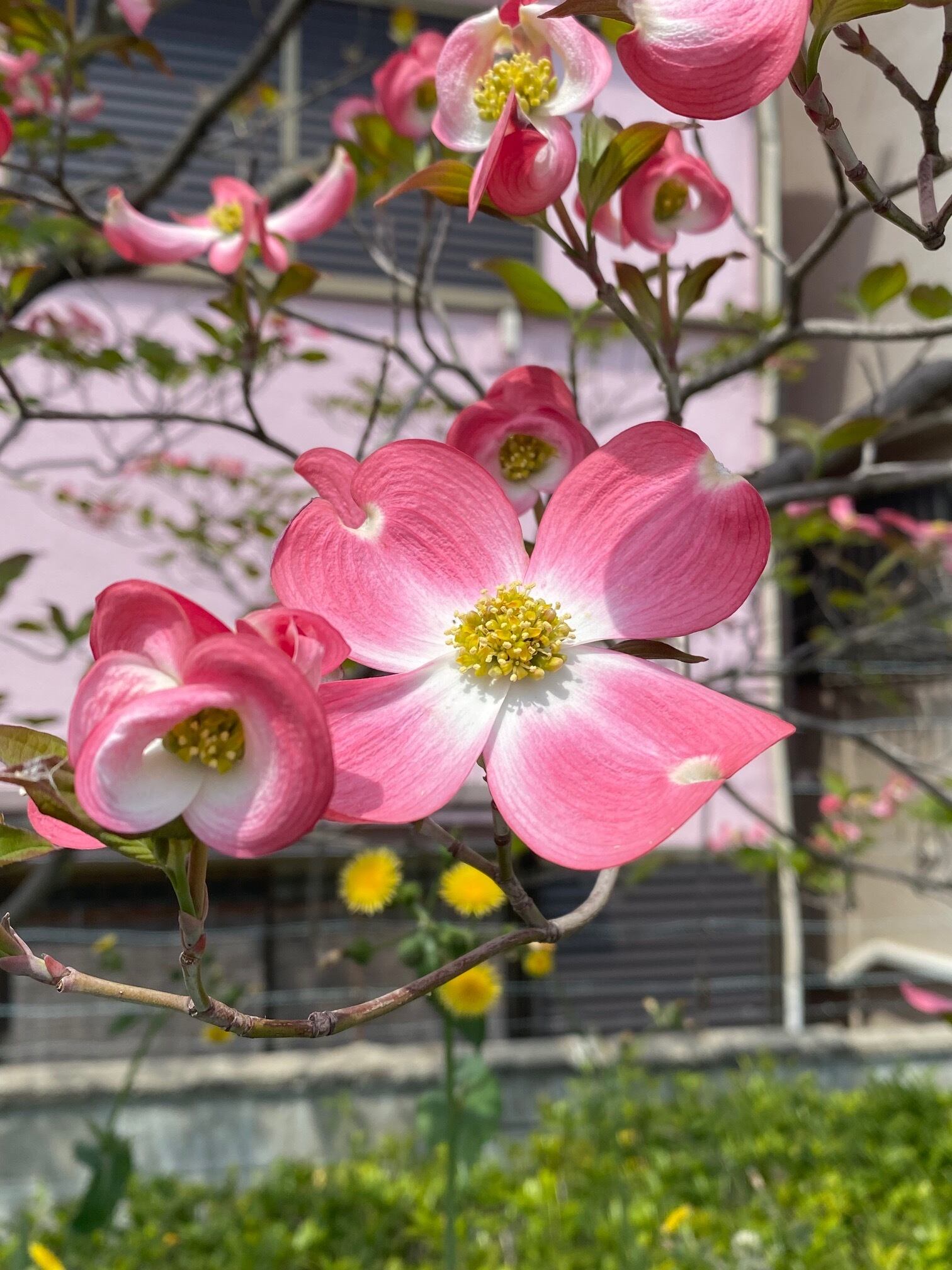 花水木（はなみずき）-3805】ボールペン | 匠衆・朱椿粋