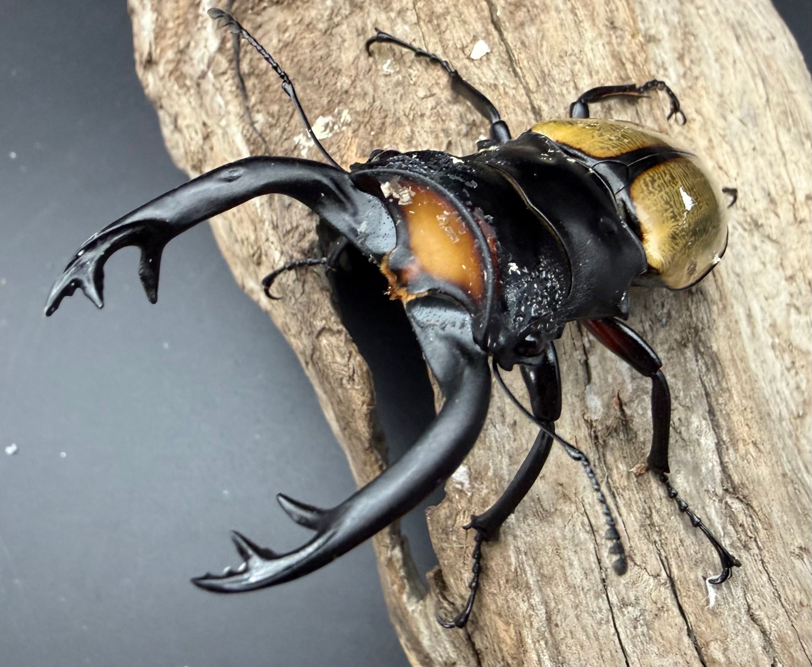 ツヤクワガタの仲間 | KPW公式オンラインショップ