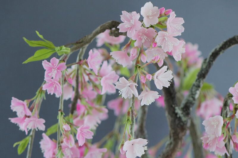 盆栽 枝垂れ桜 Cherry Tree Bonsai #103 | Oh! BONSAI