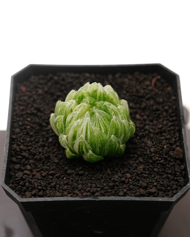 カット苗 ハオルチア 桜水晶錦 Haworthia cooperi var.picturata f.variegata