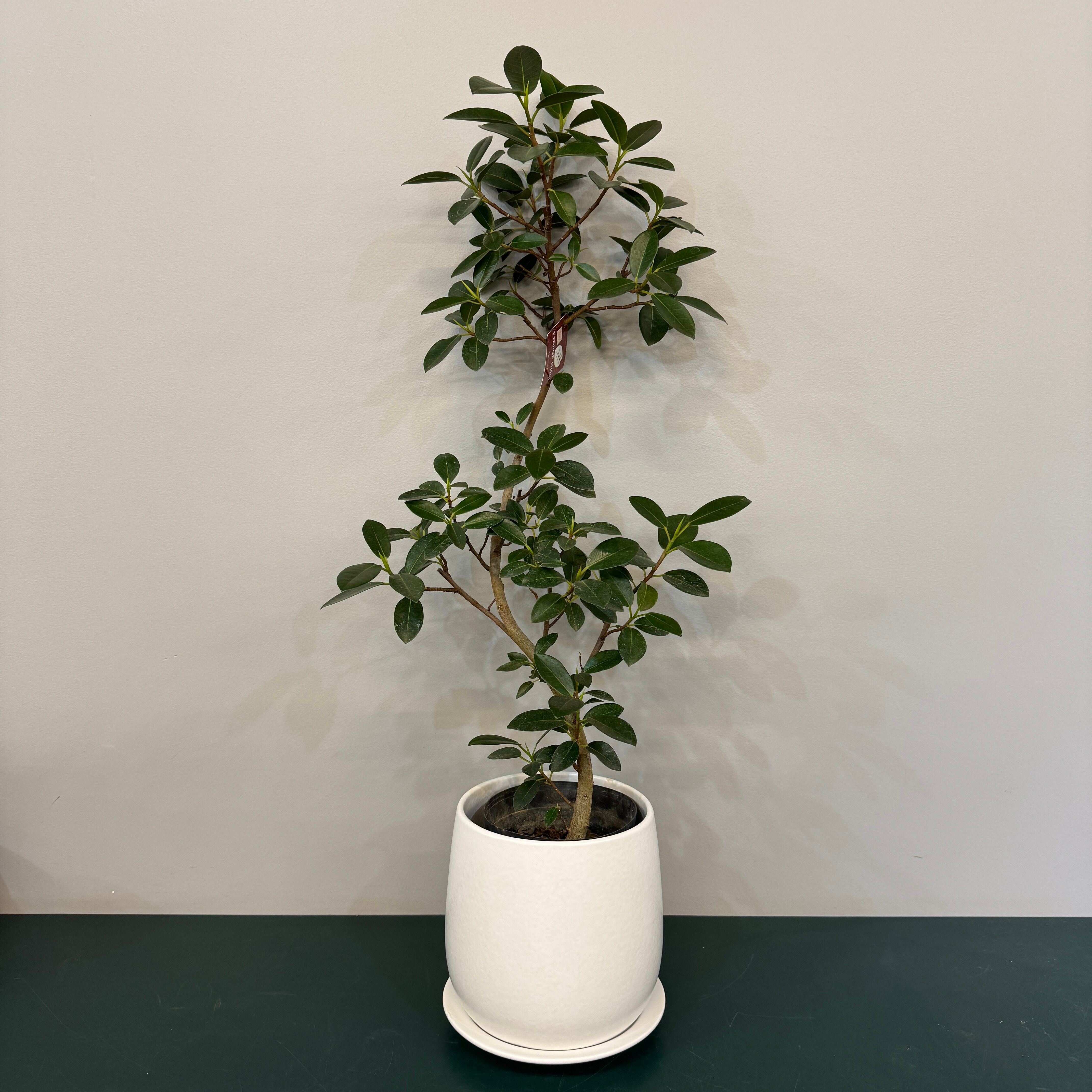 オストボール マットホワイト 20cm | PROTOLEAF プロトリーフ