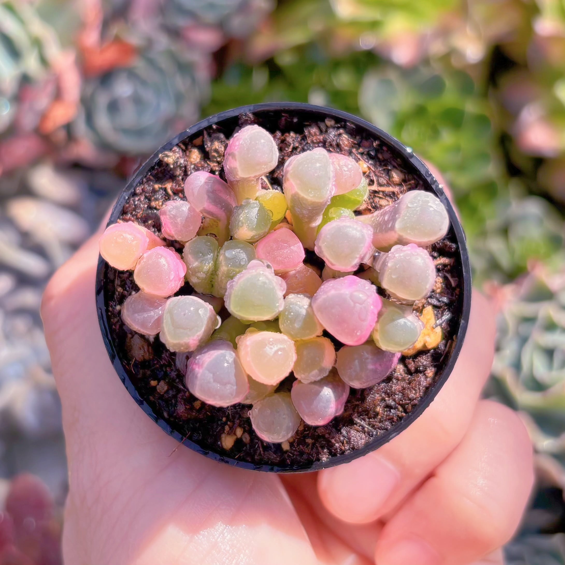 現品　五十鈴玉錦#602　群生　新入荷　るる農園