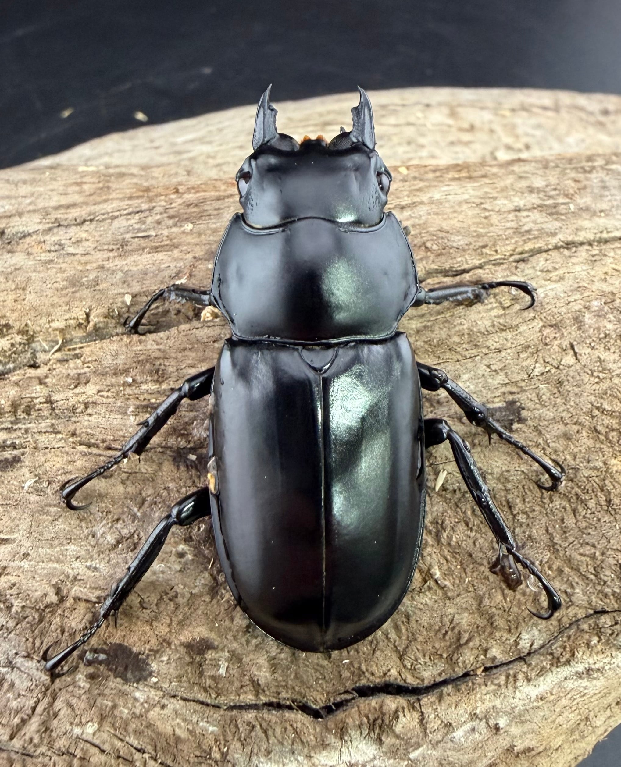 ウエストウッディカズミアエ　2ペア標本 ウエストウッディ亜種カズミアエ 71.5mm ペア》 | KPW公式オンライン