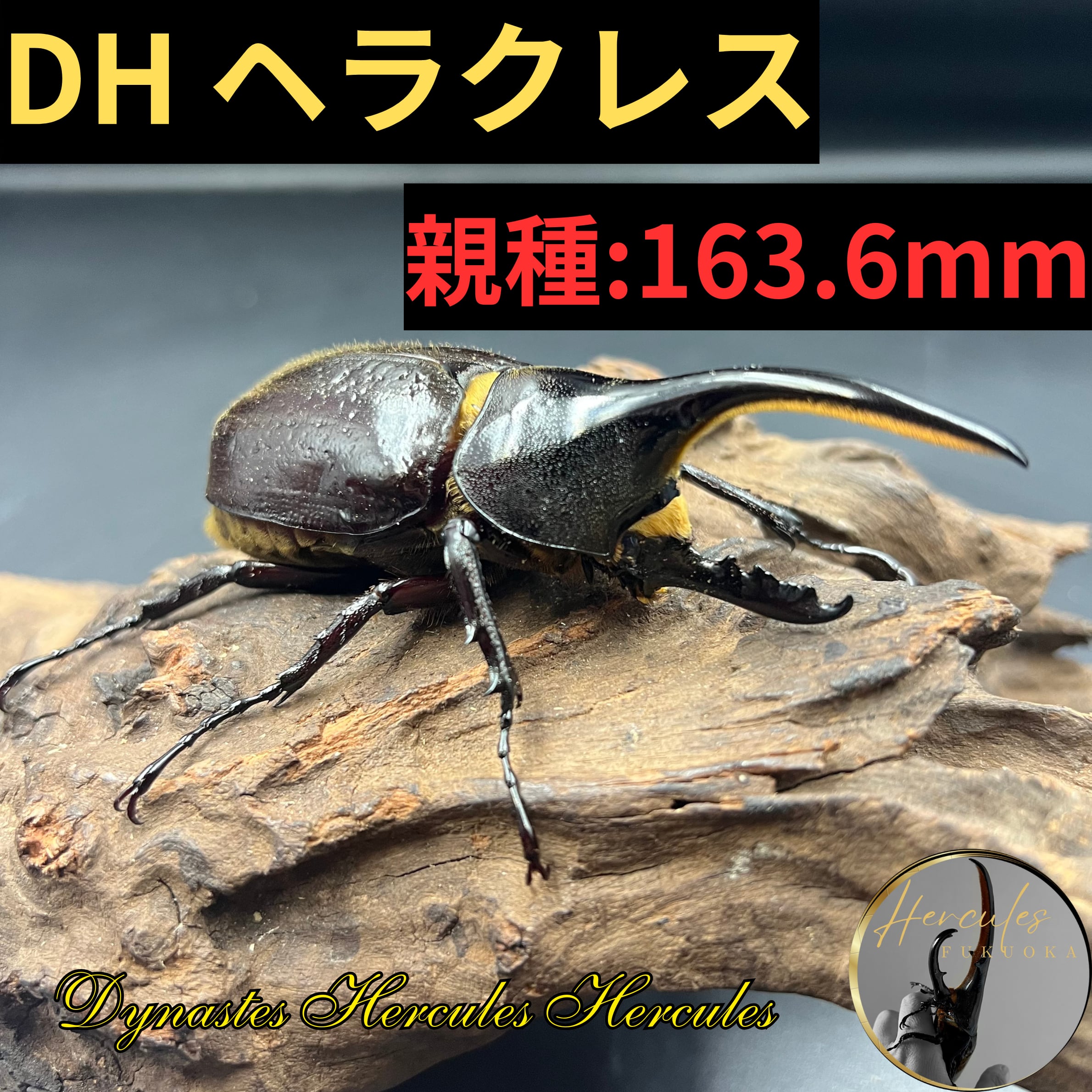 格安 DHヘラクレス ♂152mm ♀65mmペア