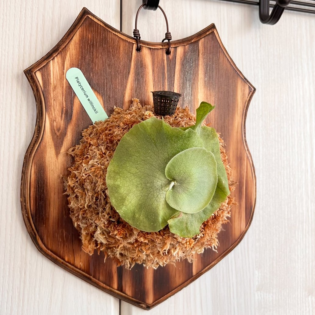 ビカクシダ ペガサス コルク付け 特大 コウモリラン 現品) ビカクシダ