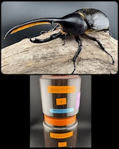 【WF1】《ヘラクレス・リッキー コロンビア産 幼虫ペア》ブリーダー様委託個体