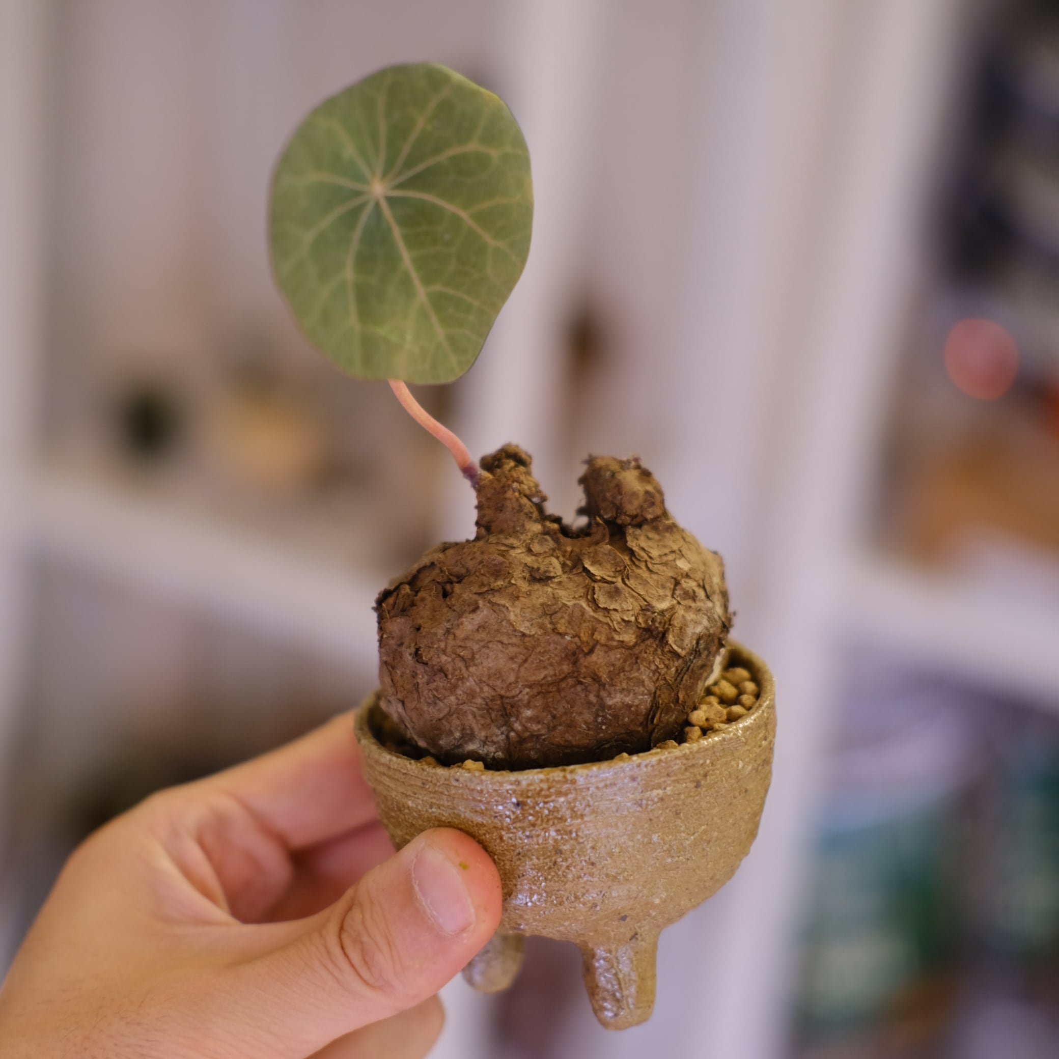 Stephania kaweesakii│ステファニア カウィーサキー⑥│観葉植物