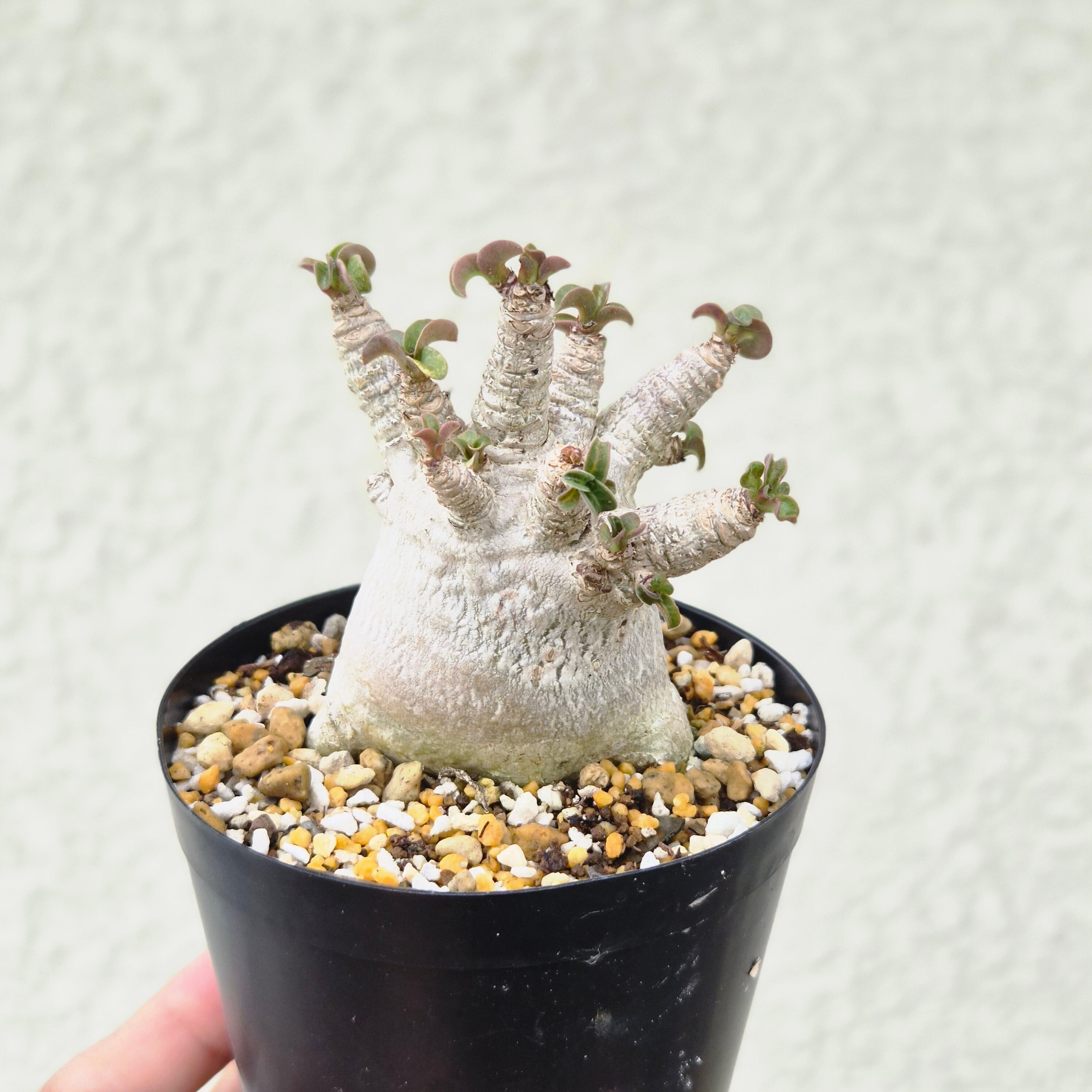 Mサイズ⑧《 Adenium Arabicum D.H.A》アデニウム アラビカム 獅子葉 ドーセットホーン 塊根植物 巻葉