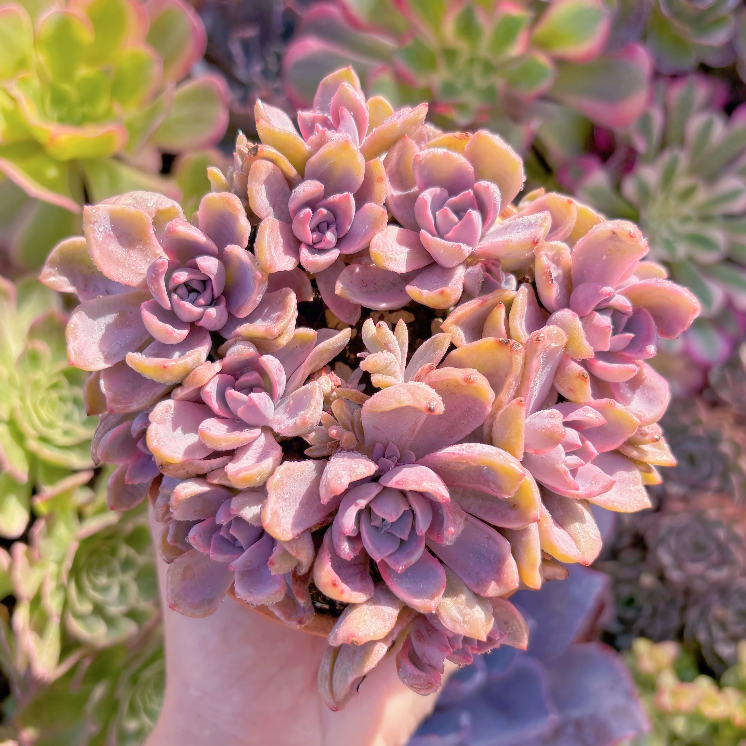 現品　リチャード錦#597　大群生　るる農園