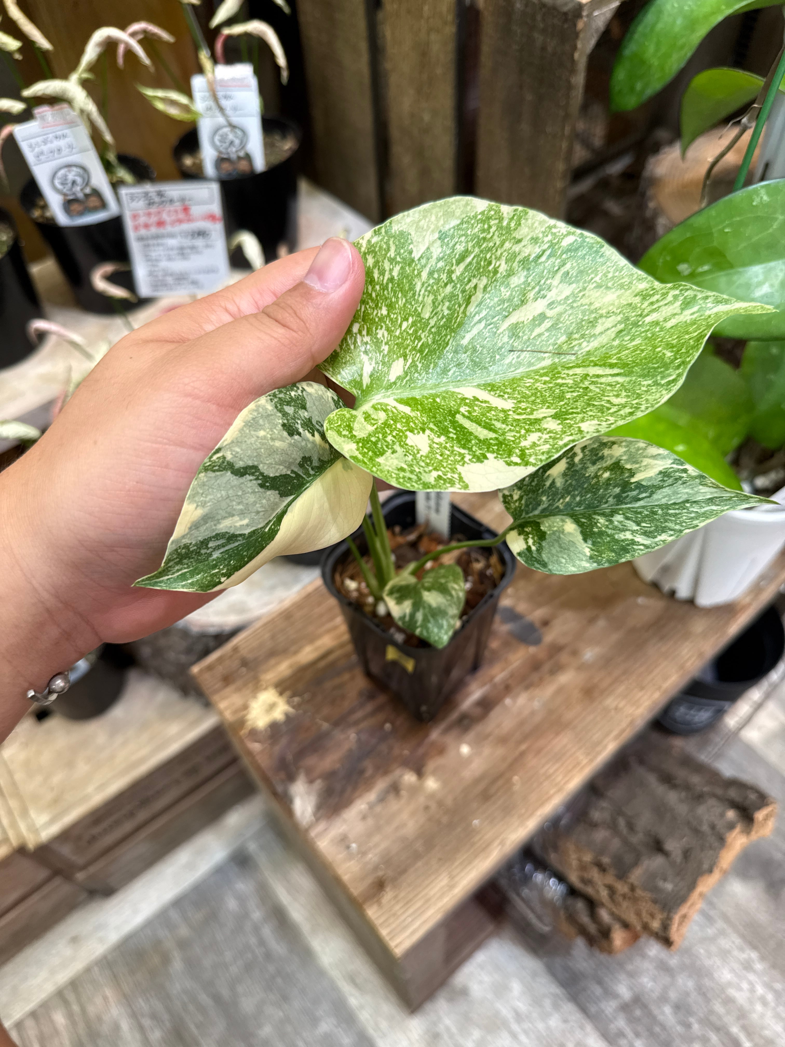 5. モンステラ デリシオサ ハイクオリティ斑入り 'ゴールドダスト