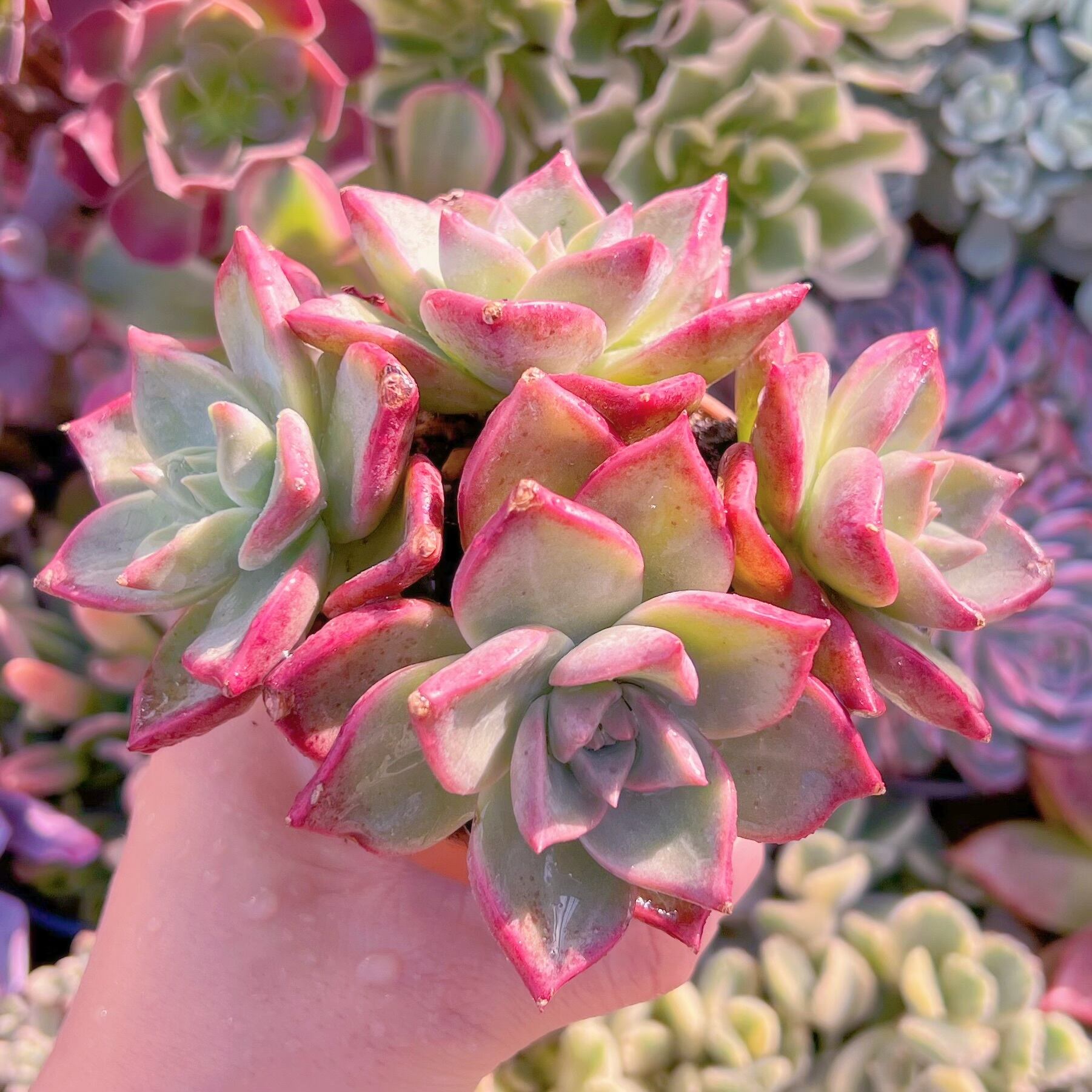 多肉植物　雪月　群生3～4頭　新入荷　るる農園