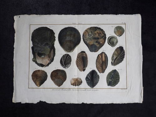 貝の図版 Huitre – Ostrea